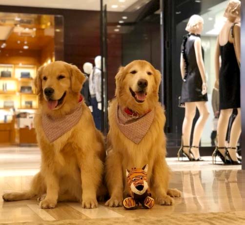 Projeto permite o acesso de animais de estimação em estabelecimentos abertos ao público